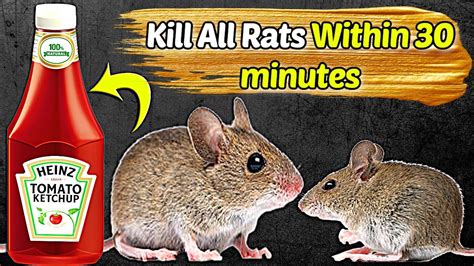 Get Rid Of Mice Permanently EXTREMELY Fast 2 Easy Steps Get Rid Of