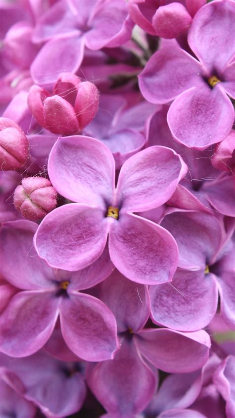 Purple Lilac Flowers Wallpapers Hd Wallpapers Id 18334