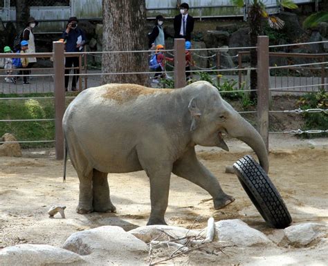 140キロ遊具、ゾウが踏んでも大丈夫 徳山動物園に巨大タイヤの贈り物【動画】47news（よんななニュース）：47都道府県52参加新聞社と