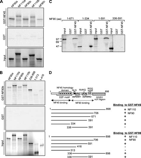 Binding Of Nf45 Nf90 And Nf110 In Vitro A Interaction Of Nf90 And Download Scientific