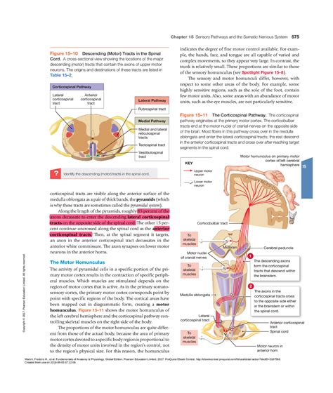 Corticobulbar Tract In Spinal Cord