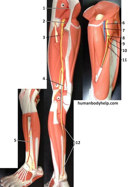 Lower Extremity Blood Vessels Leg Model Diagram Quizlet