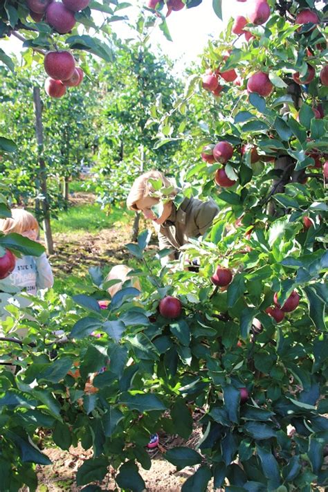 Pfel Pfl Cken Im Alten Land Liebgewonnenes Herbstritual