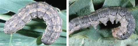 Management Of Cutworm Agrotis Segetum Realipm