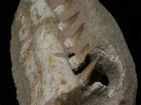 Mosasaur Fossils From Morocco