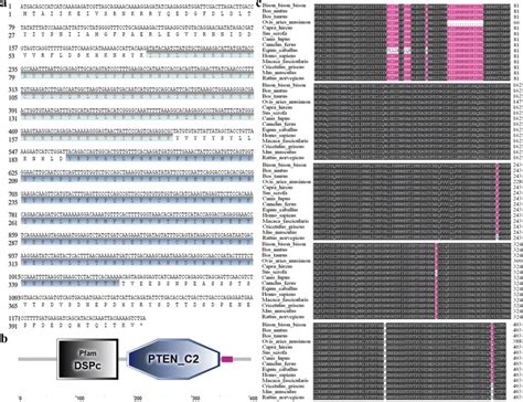 Nucleotide And Deduced Amino Acid Sequences Of Goat Pten A Predicted