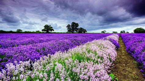 Download 4K Spring Violet Flowers Field Wallpaper | Wallpapers.com