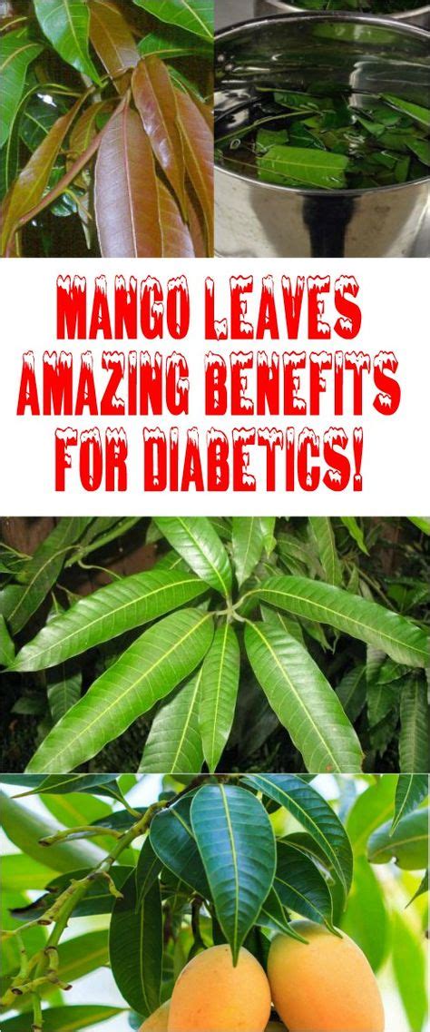 Mango Leaves Amazing Benefits For Diabetics Home Remedies For