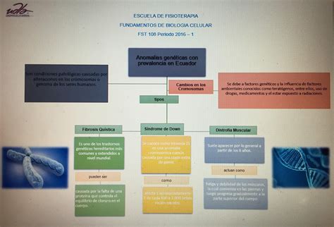 Blog de Bases de Biología Celular Mapa Conceptual Enfermedades con