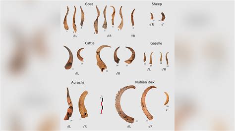 7,000-year-old animal bones, human remains found in enigmatic stone structure in Arabia | Live ...