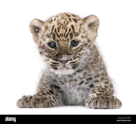 Leopardo persa Cub 6 semanas delante de un fondo blanco Fotografía de