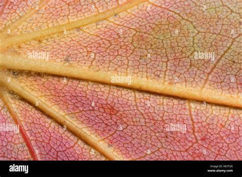 Connecticut Leaf Hi Res Stock Photography And Images Alamy