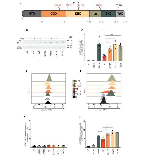 Characterization Of Stat Gof Mutant Cell Lines A Representative