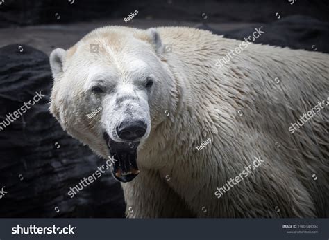 Big Male Polar Bear Roaring Showing Stock Photo 1980343094 | Shutterstock