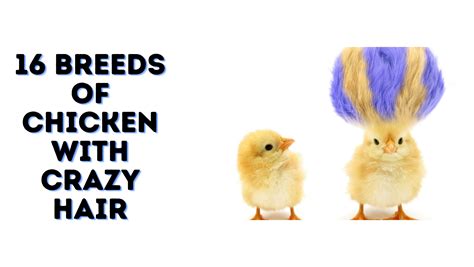 16 Breeds Of Chicken With Crazy Hair Goat Reboot