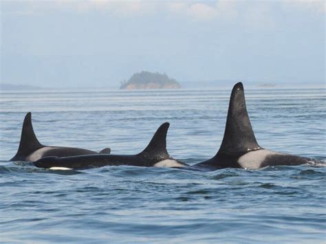 Three Orca S Swimming In The Ocean With An Island In The Back Ground