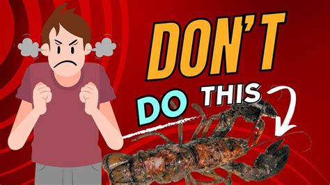 Save Your Crayfish Essential Disease Prevention And Management Tips