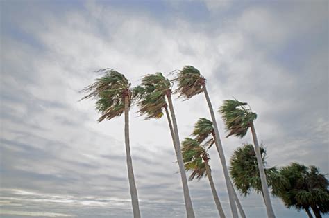 Hurricane Palm Tree Pictures | Download Free Images on Unsplash