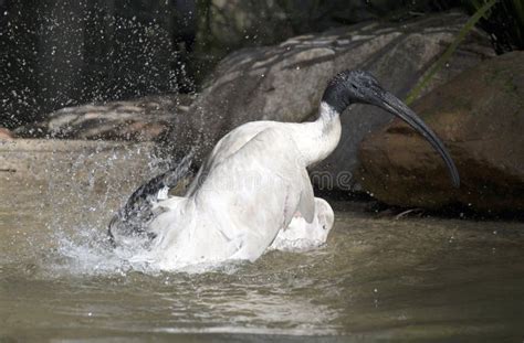 En Australisk Vit Ibis Treskiornis Molucca Som Bryter Vattnet I Synney