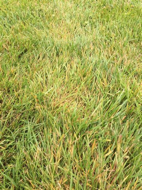 Excessive Rain Taking A Toll On Turfgrass Msu Extension