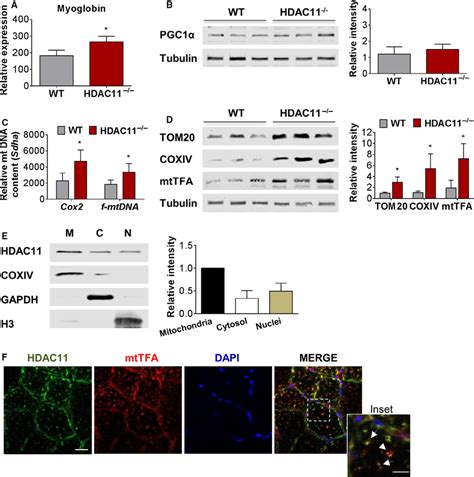 Mitochondrial Content Is Increased In Hdac11 À À Skeletal Muscle A