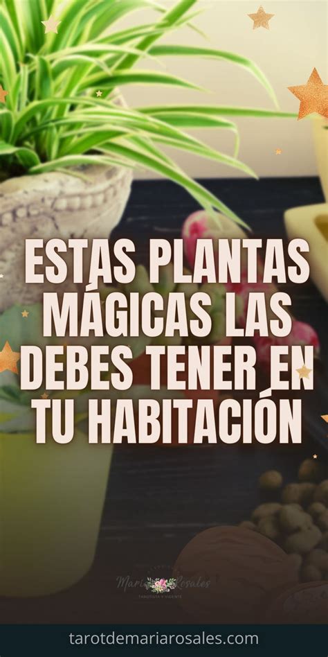 Plantas M Gicas Que Debes Tener En Tu Habitaci N Artofit