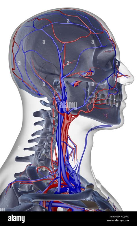 The Blood Supply Of The Head Neck And Face Stock Photo Alamy