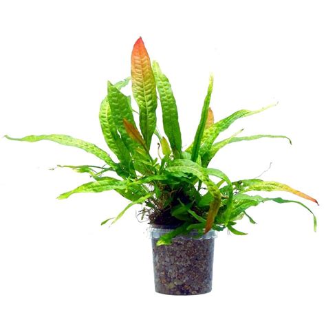 Папоротник таиландский (Microsorium pteropus) | содержание