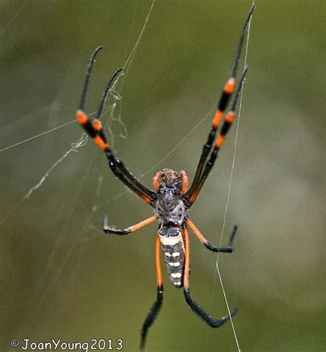 South African Photographs Banded Legged Orb Web Spider Nephila Senegalensis