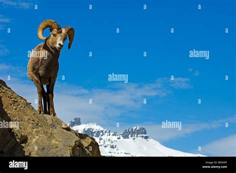 Bighorn Sheep Ovis Canadensis Ram On Edge Of Cliff Jasper National