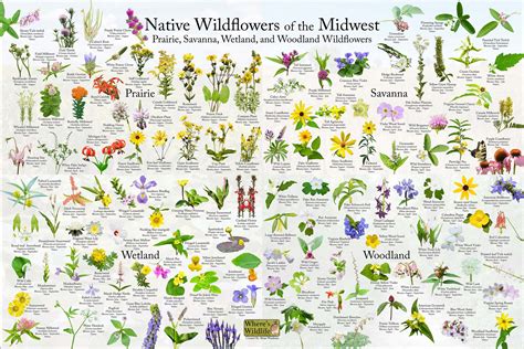 Native Wildflowers Of The Midwest Plant And Flower Etsy