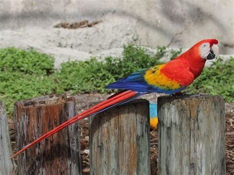 Guacamaya roja: características, peligro de extinción, hábitat, reproducción