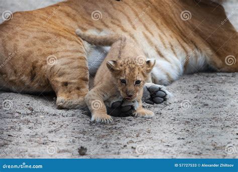 Liger stock image. Image of lion, small, whisker, liger - 57727533