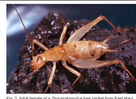 Figure 2 From Impacts Of Invasive Rats On Hawaiian Cave Resources