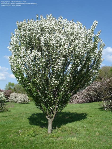 Plantfiles Pictures Flowering Crabapple Adirondack Malus By