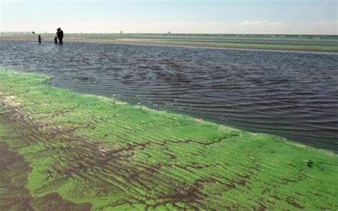 Alerta Roja Por Cianobacterias Ya Son Cinco Lagunas Bonaerenses Afectadas