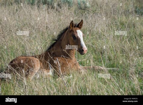 Wild Horse Equs Ferus Colt Feral Theodore Roosevelt National Park