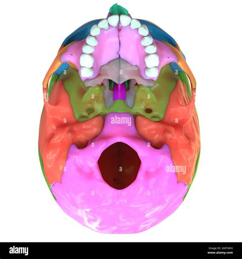 Human Skull Anatomy Inferior View