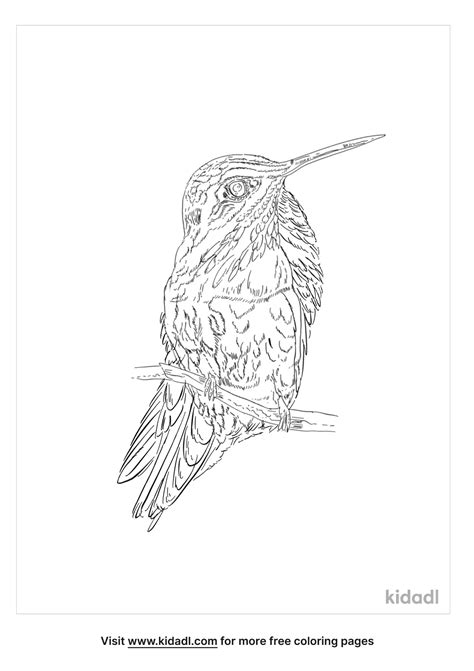 New York State Bird Coloring Page | Free Birds Coloring Page | Kidadl