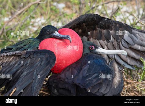 Greater Frigatebird