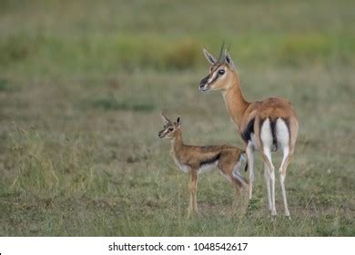 2,386 Baby Gazelle Images, Stock Photos & Vectors | Shutterstock