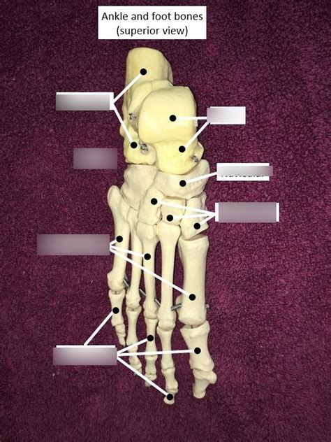 Foot Bone Diagram Quizlet