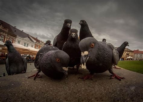 Pigeon Gang Pigeon Gang Pigeon Gang The Sequel Gag