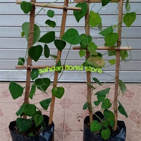 Jual Bibit Cincau Bulu Rambat Pohon Cincau Bulu Tanaman Herbal