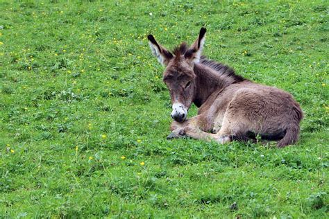 Donkey Foal · Free photo on Pixabay