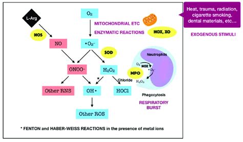 Schematic Representation Of The Generation Of Major Reactive Species In