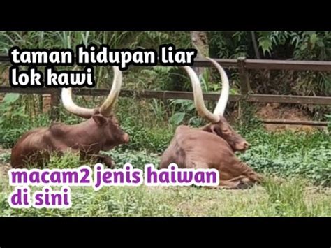 Taman Hidupan Liar Lok Kawi Sabah Kotakinabalu YouTube