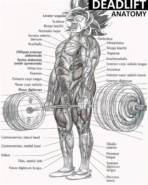 Deadlift Muscle Chart Anatomy Diagram Anime Gym Painting By Moore Ward