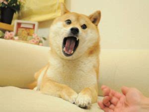 Angry Doge - Indian Meme Templates