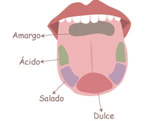 Cómo percibe los sabores tu lengua Hoy Saludable